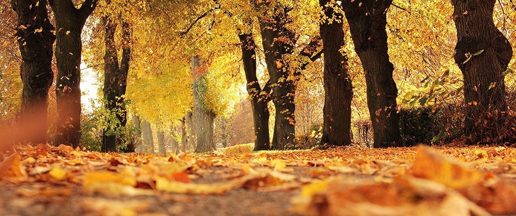 Haardhout kopen in de herfst