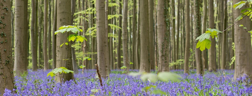 De beste seizoenen om haardhout in te slaan