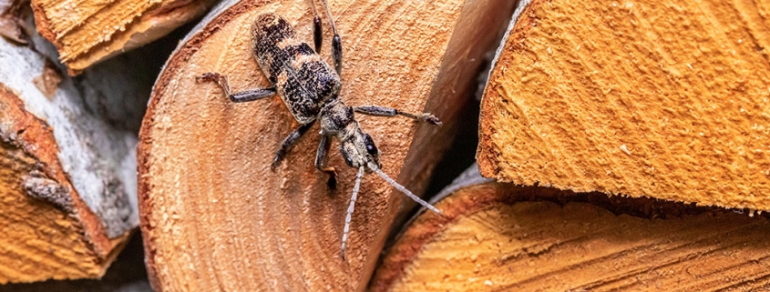 De beste manier om haardhout ongediertevrij te houden