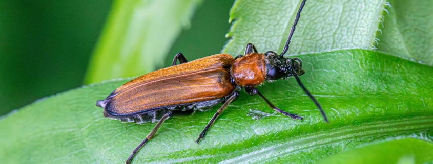 Welke soorten houtworm komen vaak voor in haardhout?